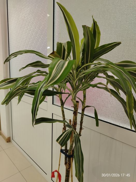 Драцена Варнеки цветок