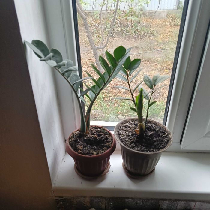 Долларовое дерево