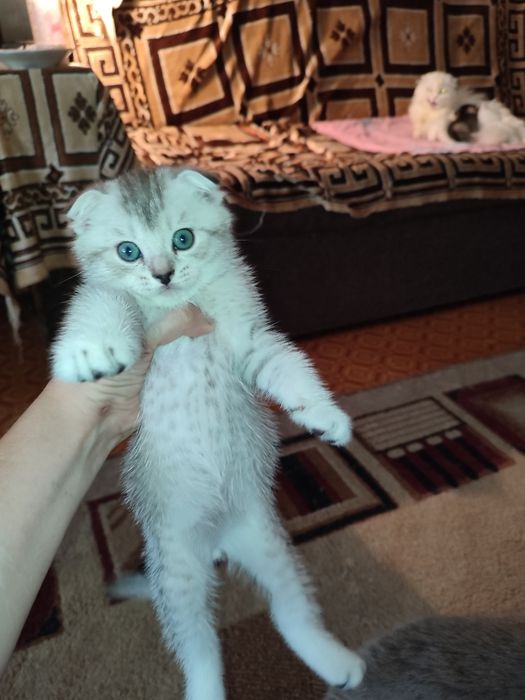 Вязка не продажа Кот серебристый шиншилла