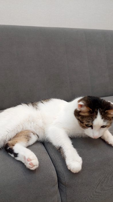 Отдам кота в очень добрые руки