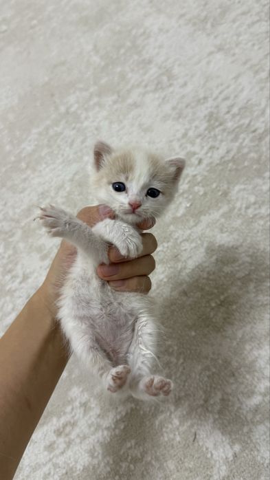 Продаётся милый котенок