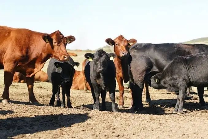 Angus  vaci  gestante , vitei