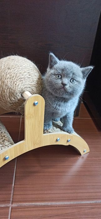 Британски късокосмести котенца