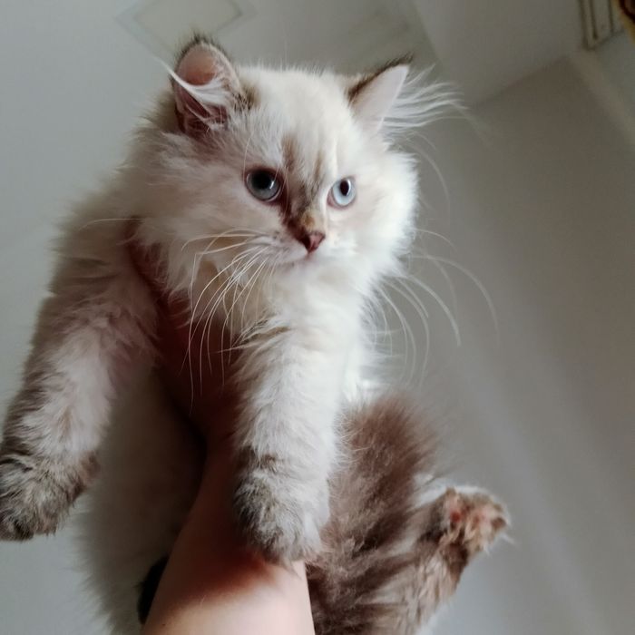 Скоттиш Страйт Хайленд Поинт