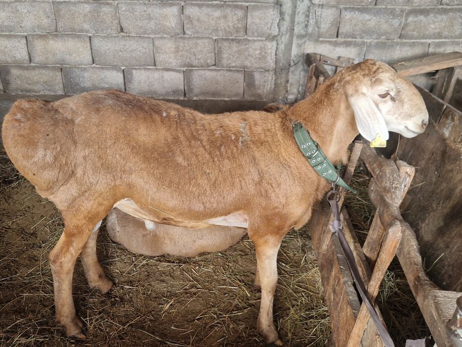 Продам ҚошКара пишите