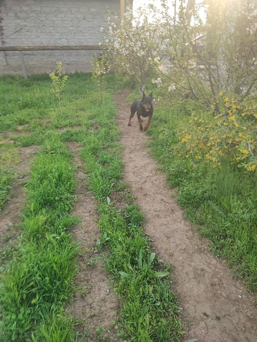 Продаются щенки породы Доберман