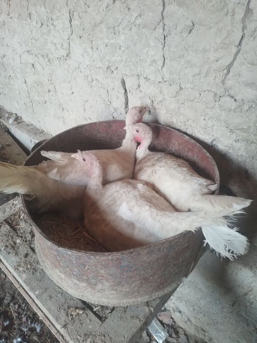 Индук куркилари сотилади