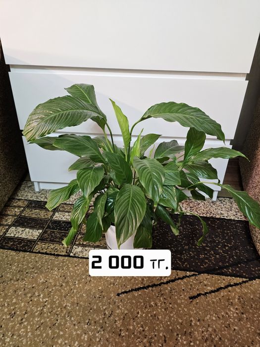 Продам комнатные растения.