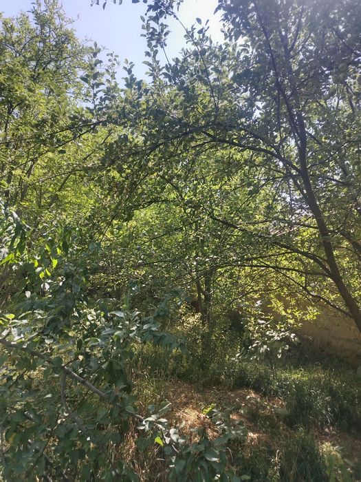 Уй сотилади 15 сутки сув сивт бор