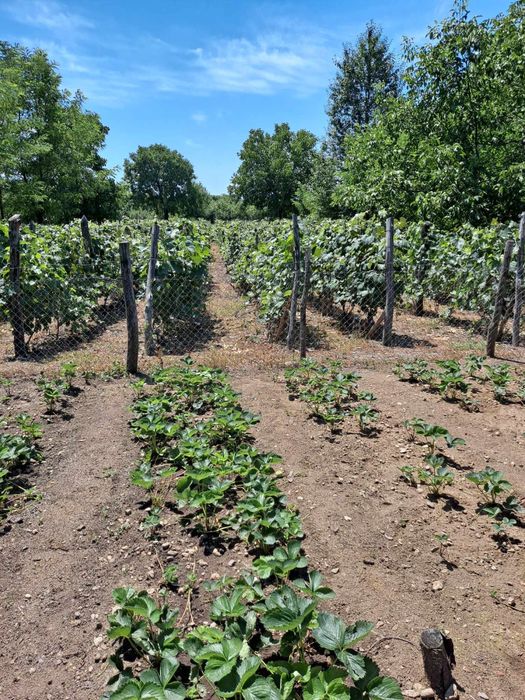 Teren Intravilan Com.Polovragi 2734 mp/Livada/Vita de vie/Transalpina