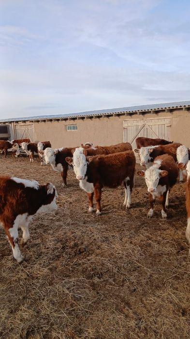 Ірі қара мал сатылады