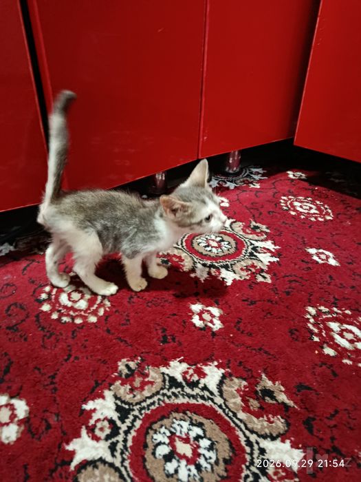 Котенок Лаки в добрые руки