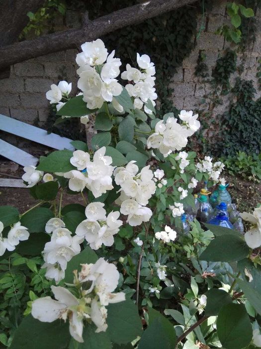 Кустарники (2-3 летние). Бута гуллар (2-3 йиллик)