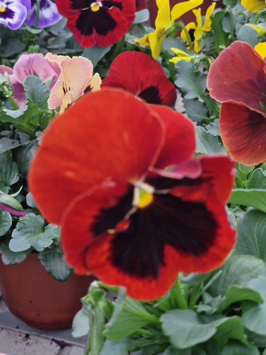 Flori de gradina si muscate