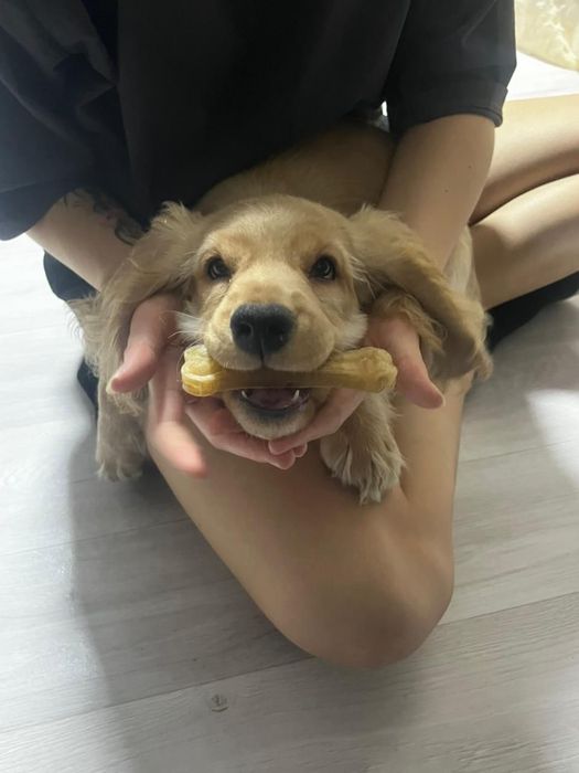 Английский кокер спаниель