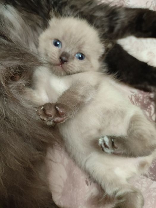Продам котенка шотландского