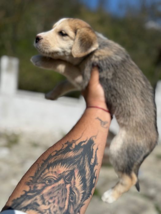 Подарявам кученца ( микс Сибирско хъски и български Барак)