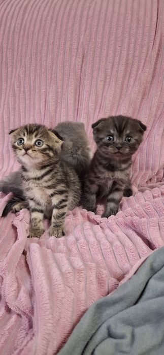 Скоттиш фолд котята шотландские