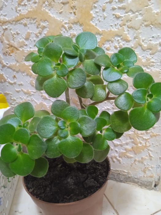 Комнатные растения, уход еженедельно.