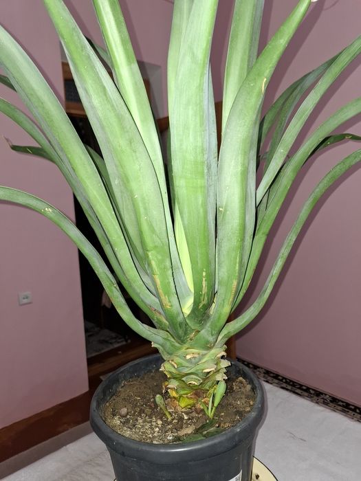 Gul Uy ishxona ofis kalidorlar uchun gul