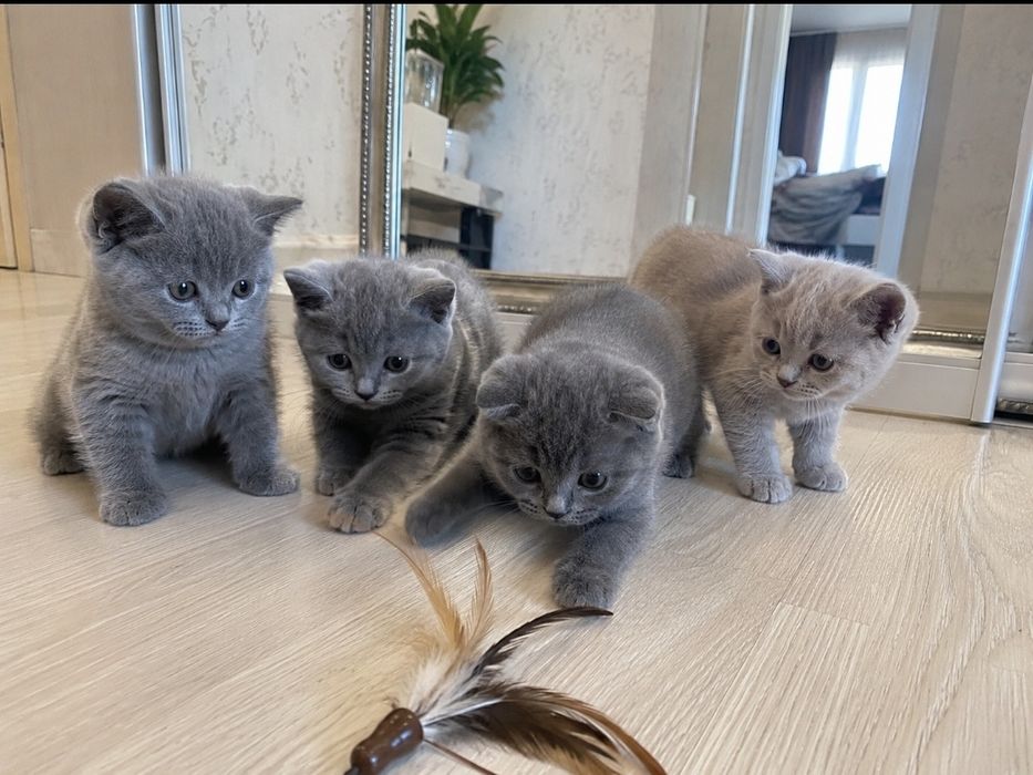 Шотландские котята