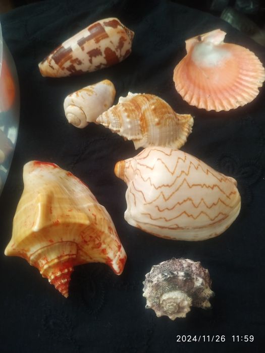 Ракушки морские ,океанические