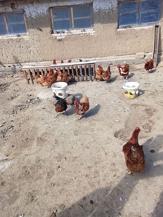 Продам кур несушек