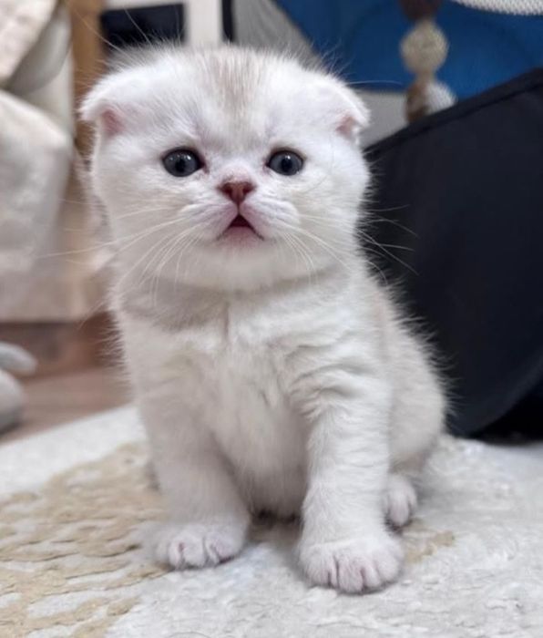 Вязка. Шотландский кот.