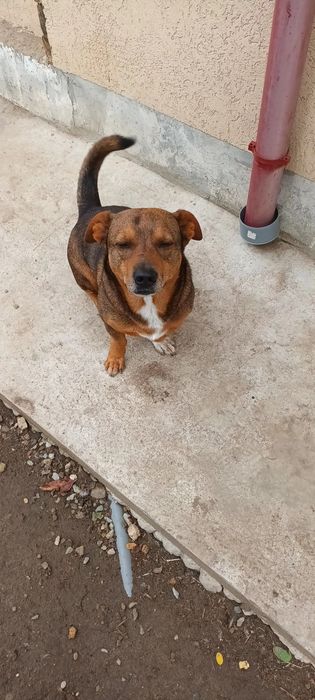 donez cățeii pitici