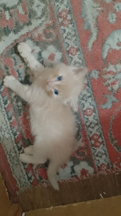Отдам котят бесплатно