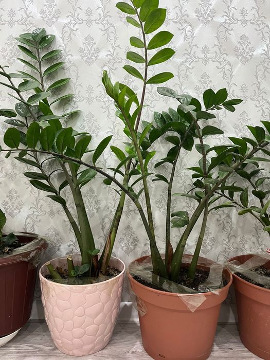 Домашние Цветы на горшке