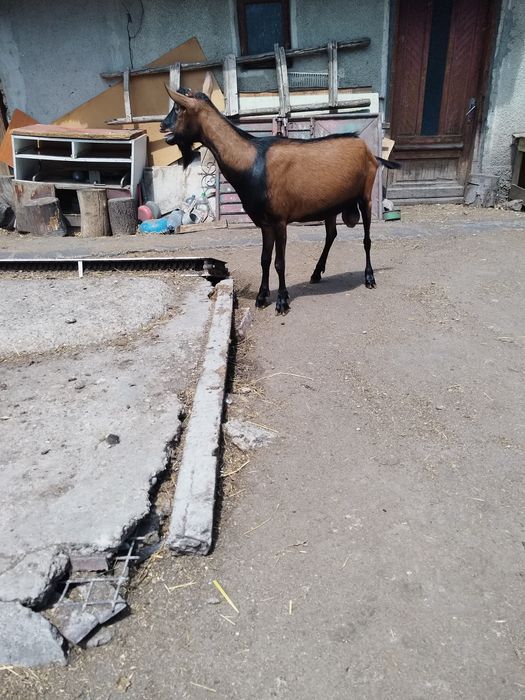 Tapi alpin rasa pura