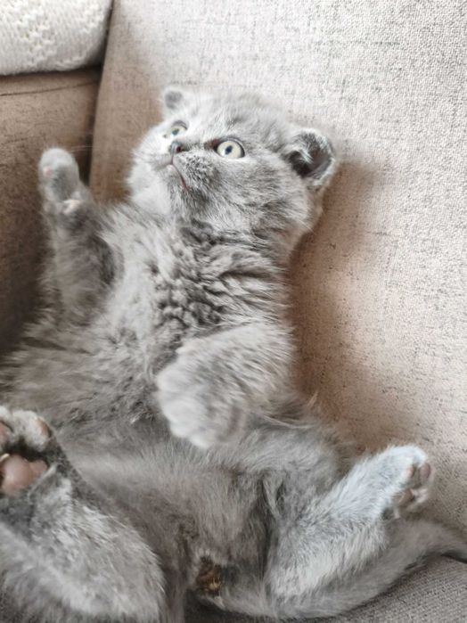 Британски котета и шотлански клепоухи