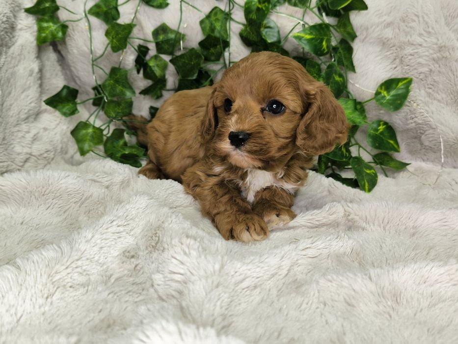 Vand baietel Cavapoo F1
