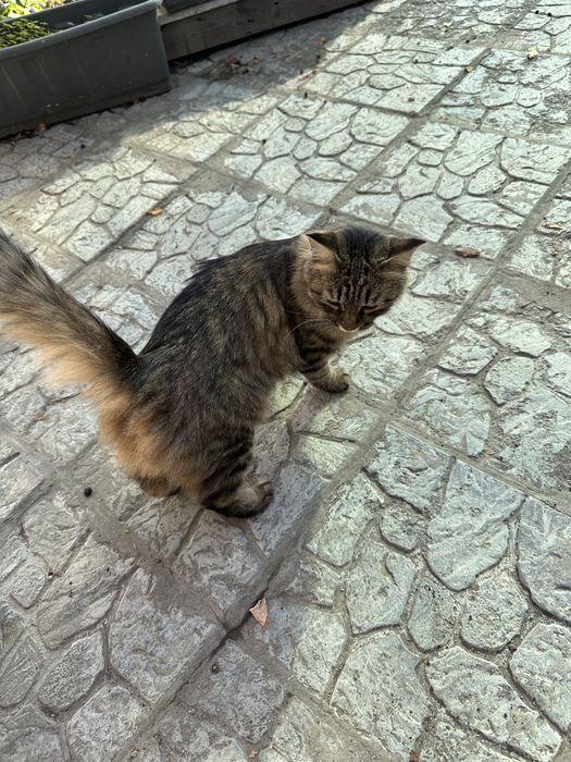Отдадим кошечку в хорошие руки!