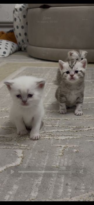 Вислоухие котята