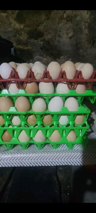 Ouă de casă Turnu-Roșu