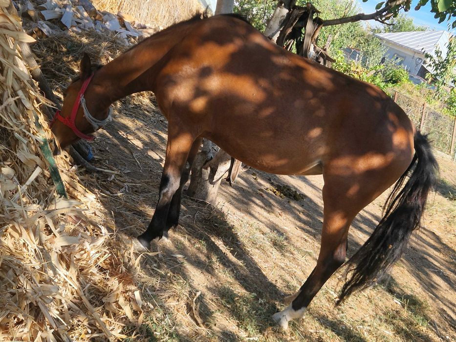 Iapa de vânzare un an jumătate