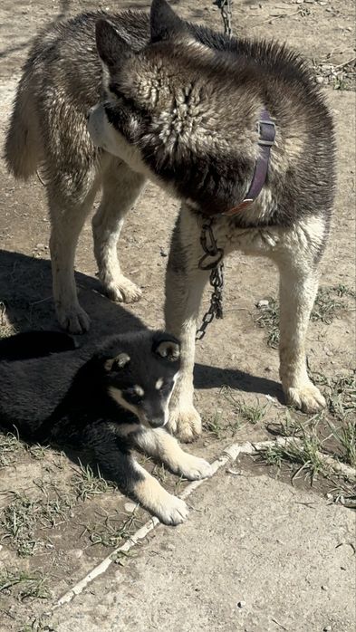 Продаётся щенок хаски