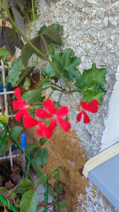 Цветы для дома и офиса