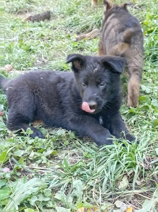 VVând căței din rasa Ciobănesc german