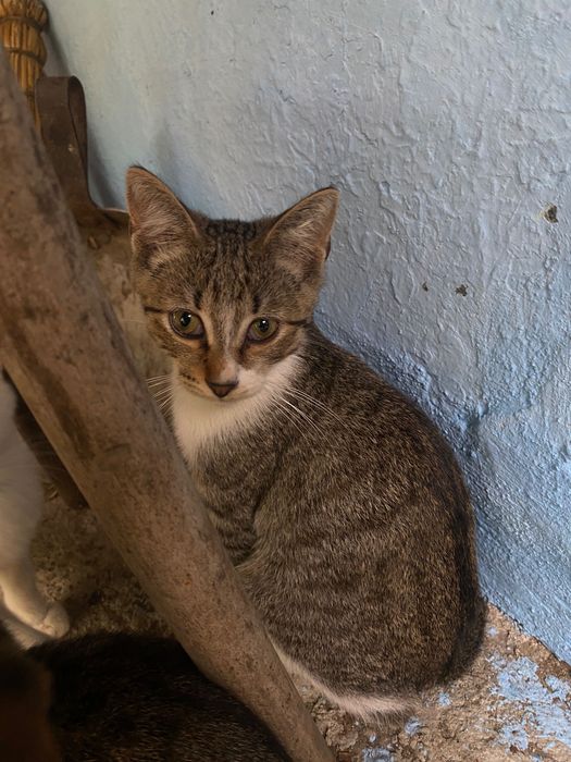 Motanel spre adopție