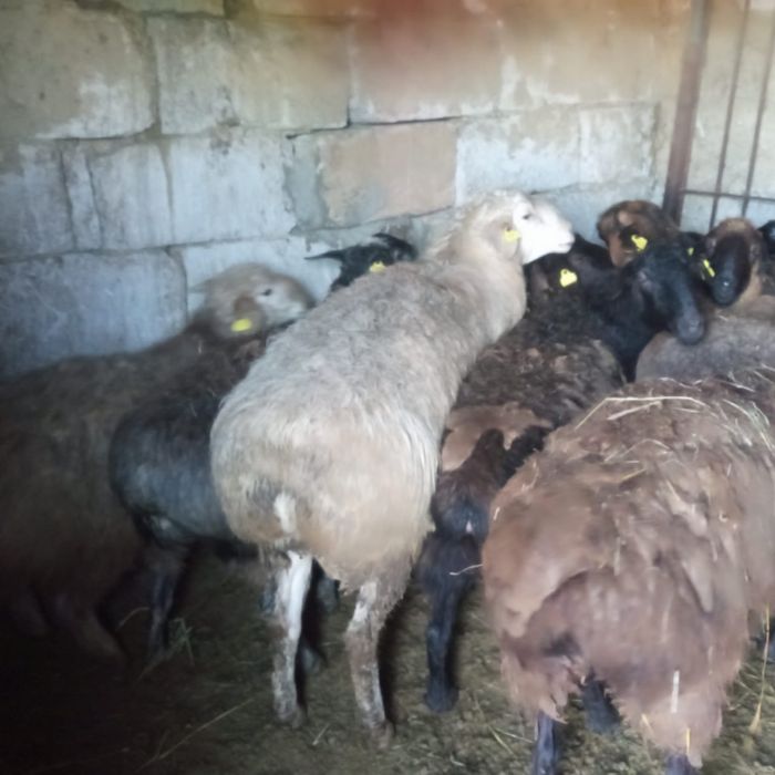 Бараны (кошкары)