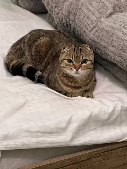 Кошка скоттиш фолд со всеми принадлажностьями