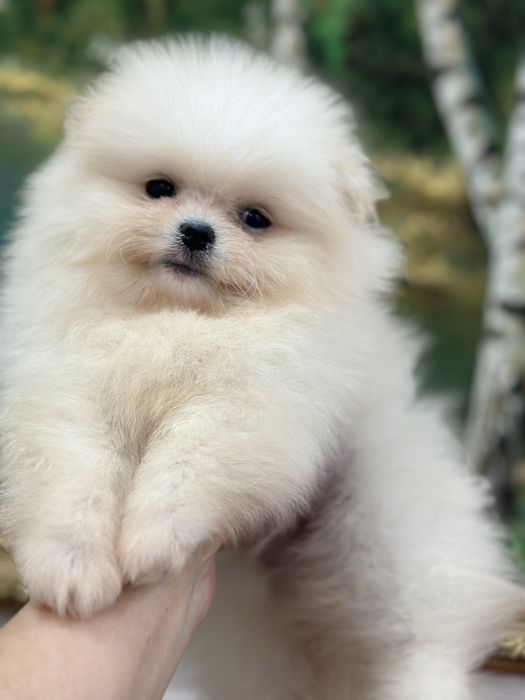 Шикарные мальчики померанчики