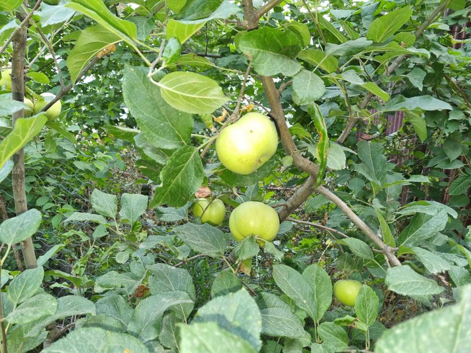 Продам Два дома, усадьбу 28,8 соток, делимый, сауна, навес, хозпостр.