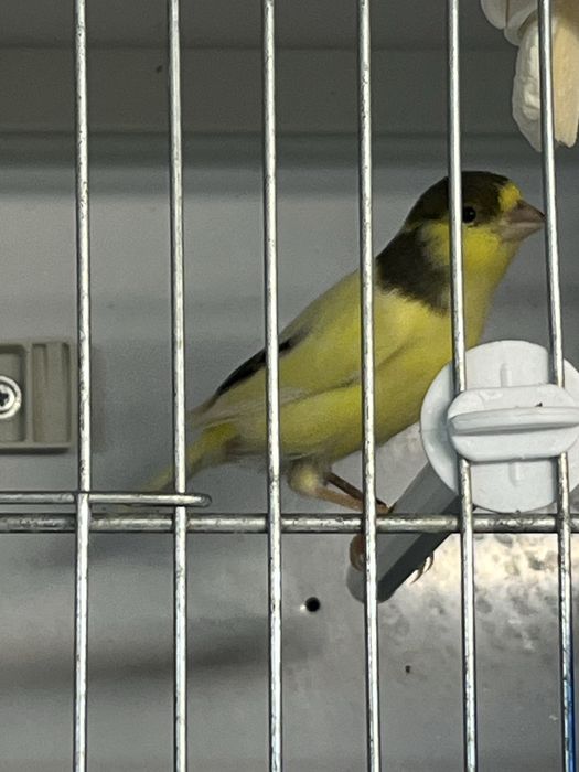 Canari timbrado clasic continuu