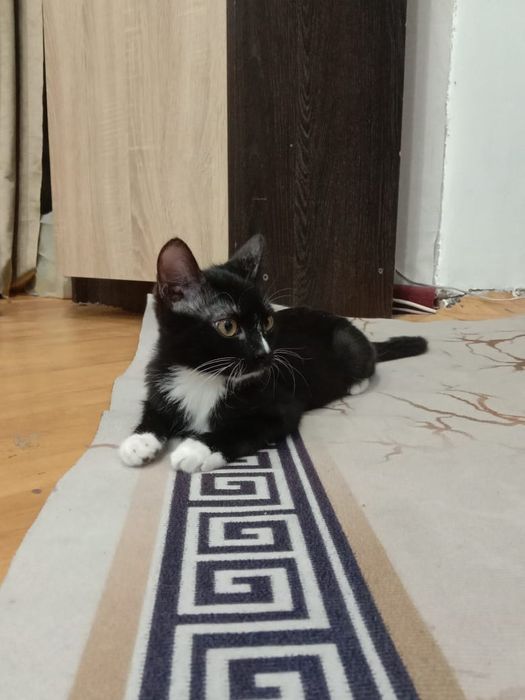 Отдам в хорошие руки