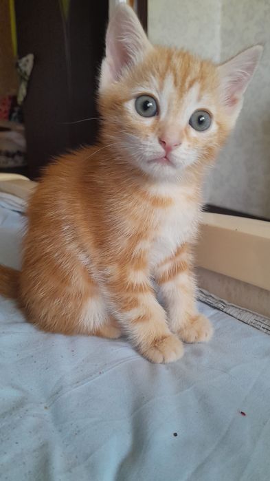 Отдам котят в добрые руки