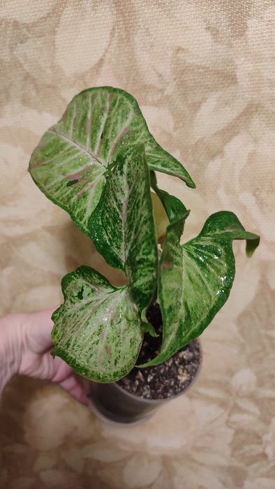 Сингониум КонфеттиТриколор